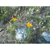 photo miniature